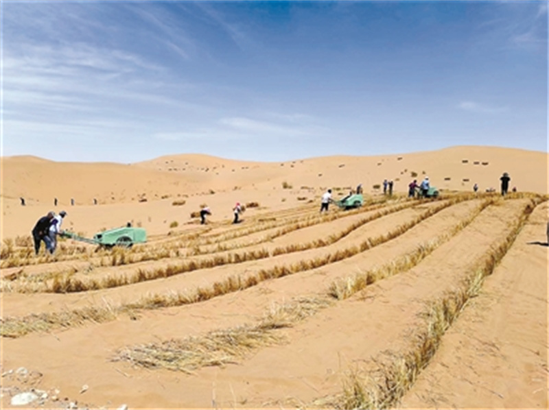 向沙漠而行访国家卓越工程师甘肃省治沙研究所原所长徐先英