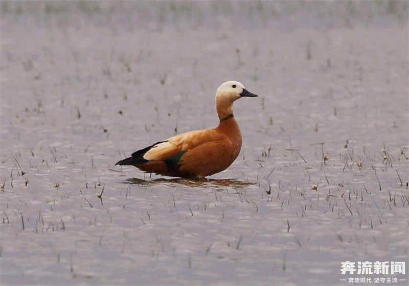 在第43个爱鸟周来临之际,大批赤麻鸭聚集在位于甘肃民勤连古城国家级